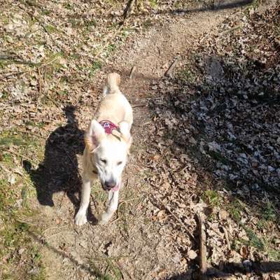 Hundetreffen-Treffen für Spielrunde und/oder Gassirunde-Bild