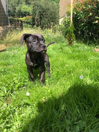 Wie kamst du zu deinem Hund?-Beitrag-Bild