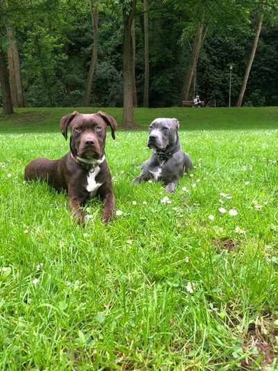 Wie kamst du zu deinem Hund?-Beitrag-Bild