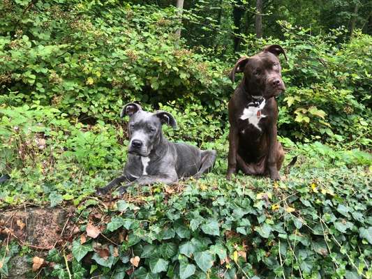 Wie kamst du zu deinem Hund?-Beitrag-Bild