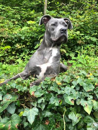 Wie kamst du zu deinem Hund?-Beitrag-Bild