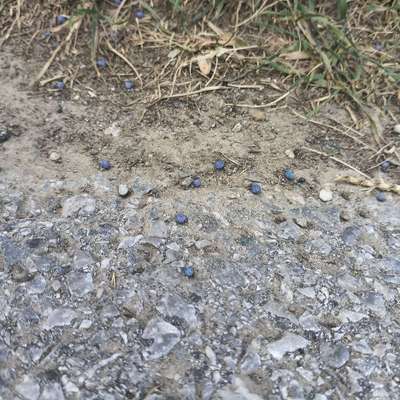 Giftköder-Blaukorn-Bild