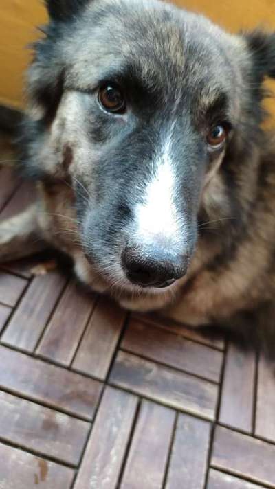 Schäferhund-Beitrag-Bild