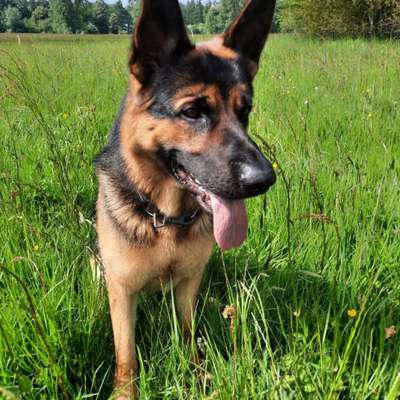 Vom Welpen zum Hund-Beitrag-Bild