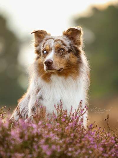 Dogorama Photo Challenge - Portrait-Beitrag-Bild