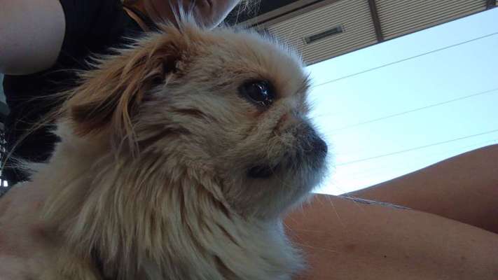 Pekinese/Pekingese-Beitrag-Bild