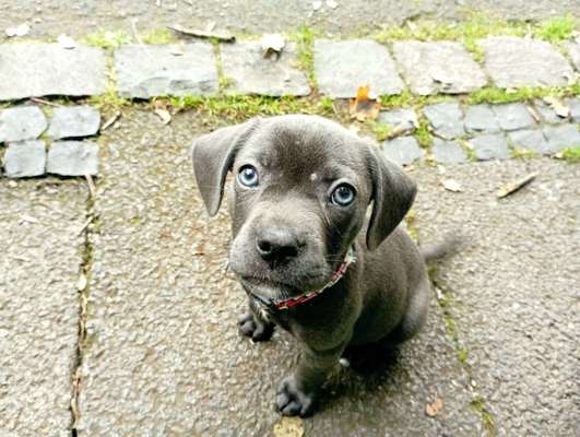 Welpen Bilder !-Beitrag-Bild