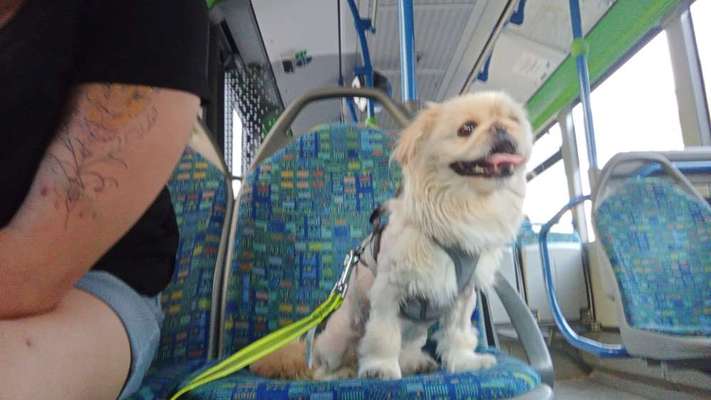 Pekinese/Pekingese-Beitrag-Bild