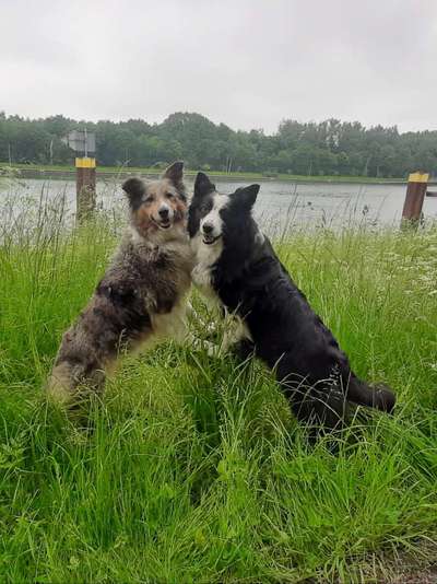Gibt's hier noch mehr Border Collies???-Beitrag-Bild