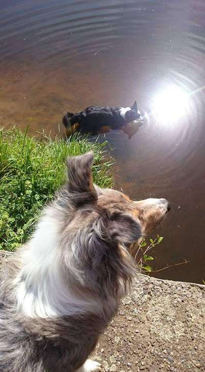 Dogorama-Monats-Challenge-Mai "Wasser"-Beitrag-Bild