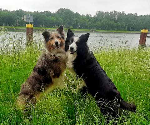 Die Dogorama Kalender Challenge 4/4-Beitrag-Bild