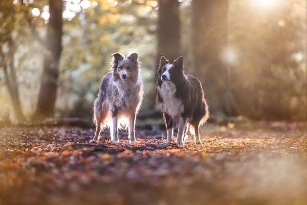 Die Dogorama Kalender Challenge Teil 1/4-Beitrag-Bild