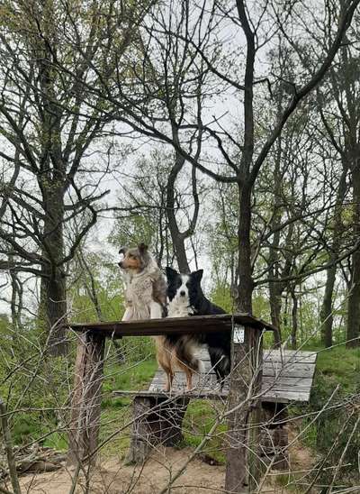 Die Dogorama Kalender Challenge Teil 3/4-Beitrag-Bild