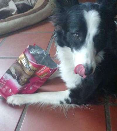 Fotochallenge 31 - Das perfekte Hundedinner-Beitrag-Bild