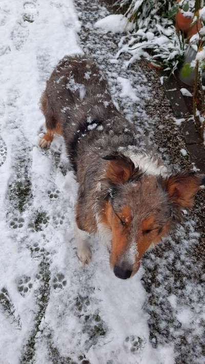 Die Dogorama Kalender Challenge Teil 2/4-Beitrag-Bild