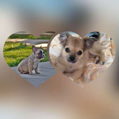 Welpen Bilder !-Beitrag-Bild