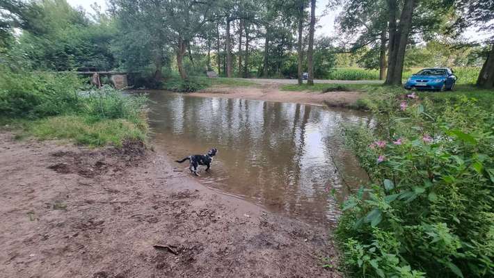 Hundetreffen-Spielen & Gassi mit Welpen-Bild