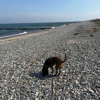 Hundetreffen-Spaziergang/Socialwalk-Bild