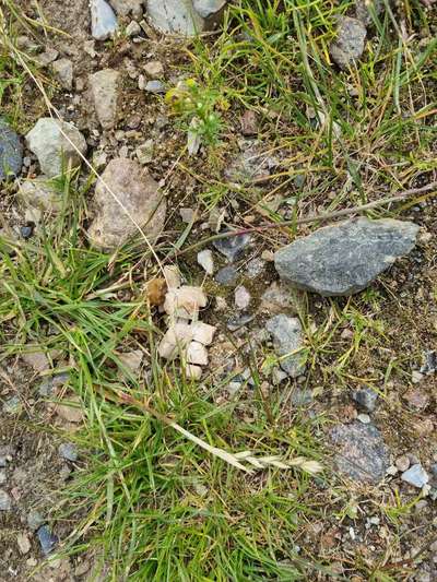 Giftköder-Evt. Giftköder-Bild