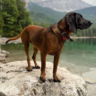 Hundetreffen-Spaziergang/Socialwalk-Bild