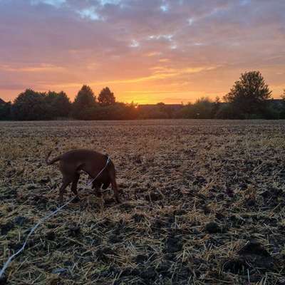 Hundetreffen-Gemeinsame Gassi / Trainingsrunde-Bild