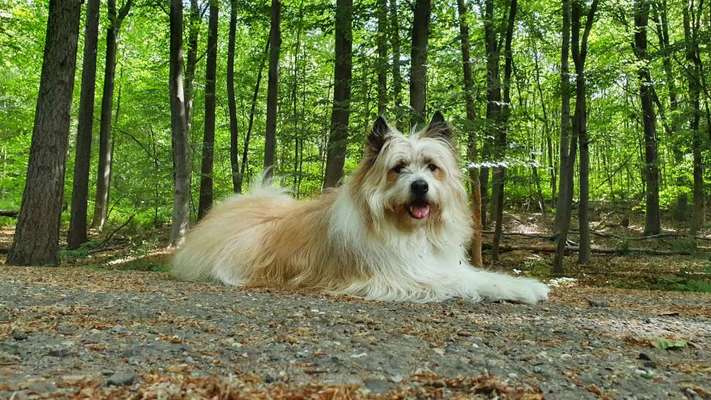 Die Dogorama Kalender Challenge Titelbild-Beitrag-Bild