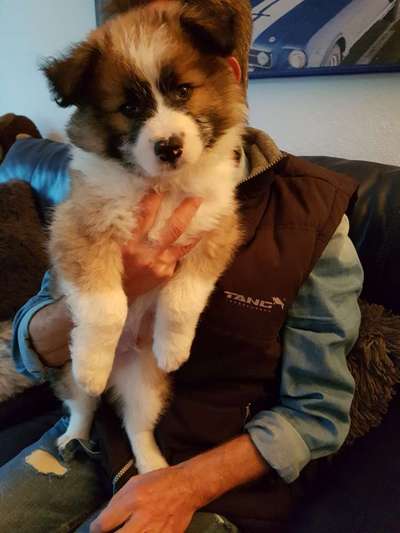 Welpen Bilder !-Beitrag-Bild