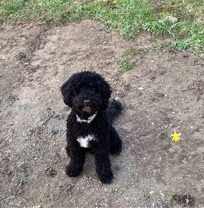 Hundetreffen-Gassirunde im klütviertel