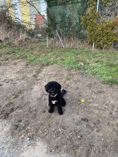 Wie heißt dein Hund?-Beitrag-Bild