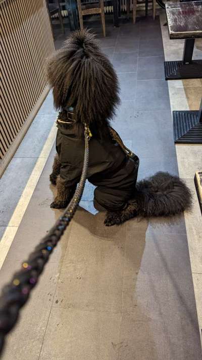 Alles rund um den Pudel-Beitrag-Bild