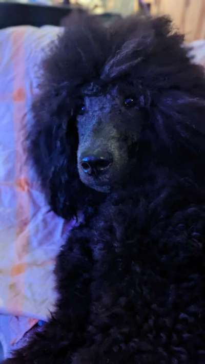 Alles rund um den Pudel-Beitrag-Bild