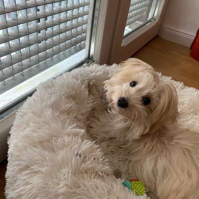 Hundetreffen-Spieltreffen in Hamburg