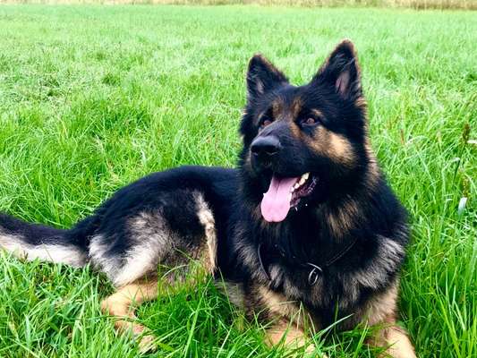 Schäferhund-Beitrag-Bild