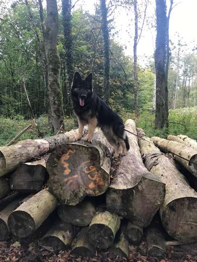 Deutsche Schäferhunde, Belgische Schäferhunde.-Beitrag-Bild