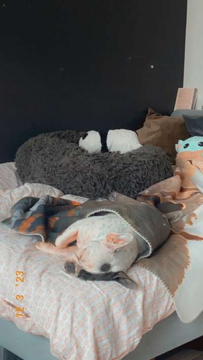 Hunde im Bett-Beitrag-Bild