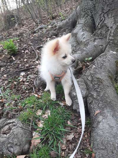 Hundetreffen-Treffen mit kleinen Hunden in Wuppertal-Bild