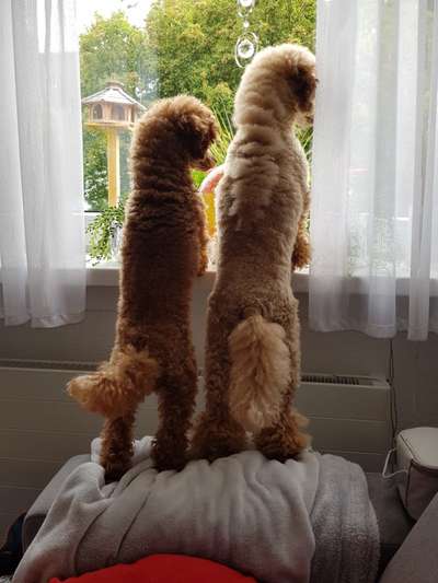 Die Dogorama Wochen Challenge "Friends will be Friends"-Beitrag-Bild