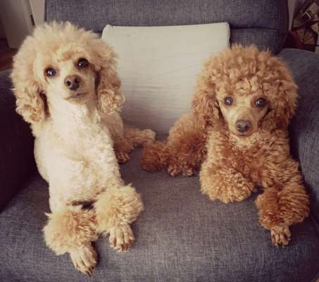 Pudel-Treffen-Beitrag-Bild