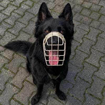 Hundetreffen-Hundefreunde / Social Walks-Bild
