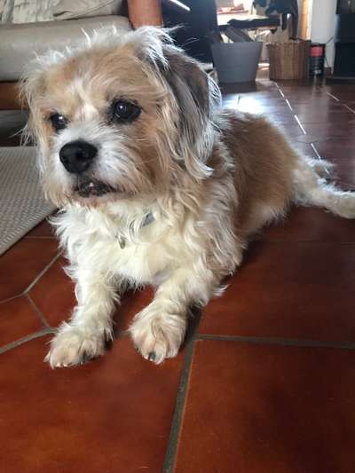 eure Spitznamen für die Vierbeiner-Beitrag-Bild