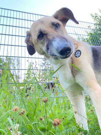 Zeigt eure verrücktesten Hundebilder-Beitrag-Bild