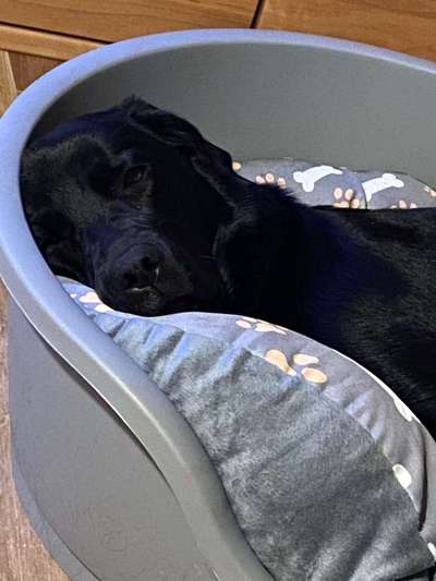 Dein Hund im Dogorama-Kalender 2021-Beitrag-Bild