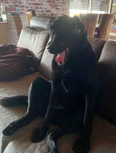 Dein Hund im Dogorama-Kalender 2021-Beitrag-Bild