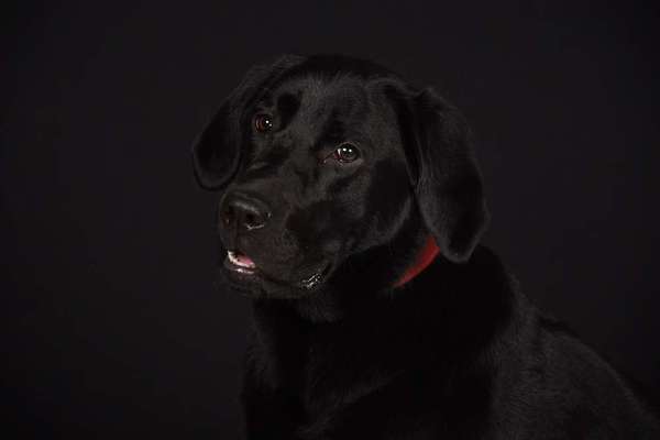 Dein Hund im Dogorama-Kalender 2021-Beitrag-Bild