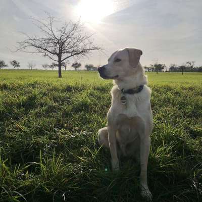 Dein Hund im Dogorama-Kalender 2021-Beitrag-Bild