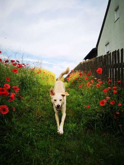 Dein Hund im Dogorama-Kalender 2021-Beitrag-Bild