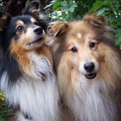 Shelties-Beitrag-Bild