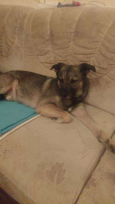 Namenssuche und Rasse?-Beitrag-Bild