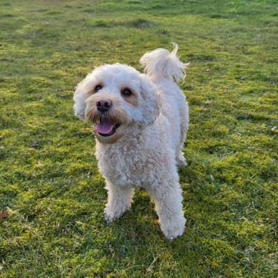 Hundetreffen-Spielgefährten gesucht-Bild