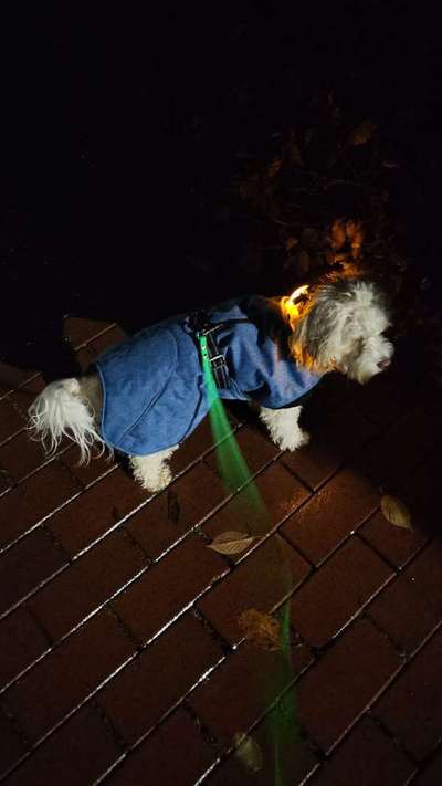 FOTOCHALLENGE 109: Leuchtwürmer Sicherheit im Straßenverkehr und mehr...-Beitrag-Bild